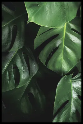 Фотообои Пышные тропические листья на стену. Купить фотообои Пышные  тропические листья в интернет-магазине WallArt