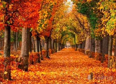 Стихотворение \"Осенний листопад\". | Стихотворения и рассказы | Дзен