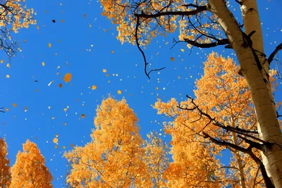 Сочинение на тему \"Осенний листопад\" | Уроки | Дзен
