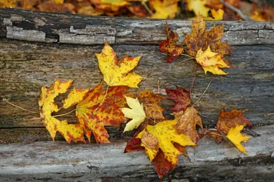 Листопад. leaf fall. | Foto Svetlana | Flickr