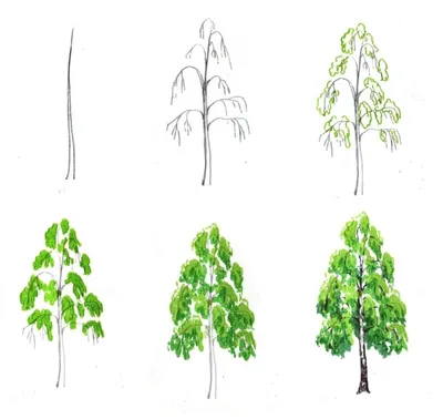 Лиственные деревья - купить в садовом центре в Москве | Каталог растений