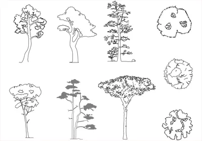 Лиственные деревья, название лиственных деревьев их виды и методы ухода. |  Растения | Ландшафт | АССбуд — строительный портал
