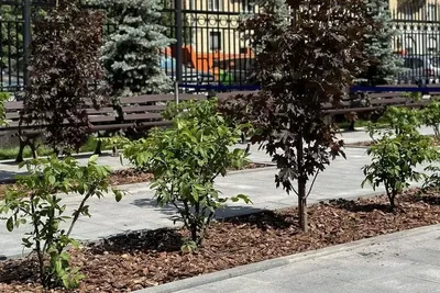 Выбираем лиственные декоративные деревья для небольшого участка | Блог  садового центра \"Апрель\" г.Саратов