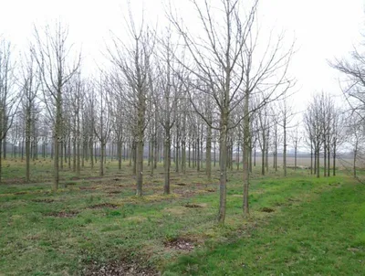 Лиственные деревья - Эко-Питомник