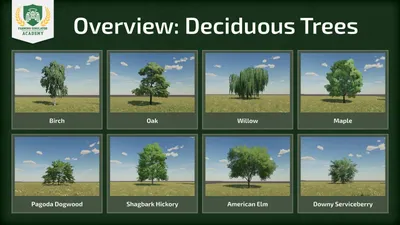 Лиственные деревья в ландшафтном дизайне | Питомник Green Strana —  Гринстрана.ру