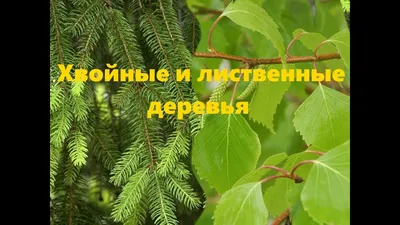 Лиственные деревья саженцы купить в Москве по низкой цене от производителя  - питомник Колом Сад