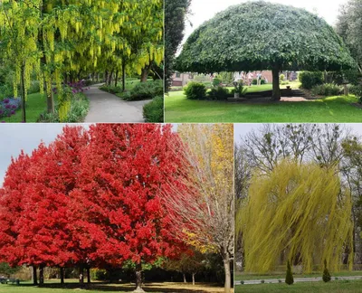 Декоративные лиственные породы деревьев, фото и названия