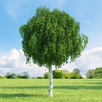 Лиственные деревья | Питомник лиственных деревьев | Название лиственных  пород деревьев