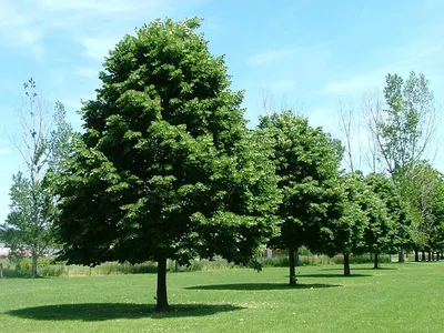 Лиственные деревья -Деревья