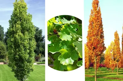 Декоративные лиственные деревья и кустарники - саженцы недорого оптом и в  розницу - питомник растений Зеленый Рай