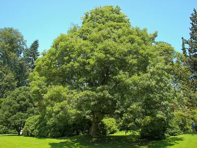 Лиственные деревья Cадовый центр ivino.garden