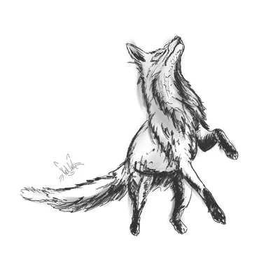 рисунок лежащей лисы, рисуем лису, лиса, животное фон картинки и Фото для  бесплатной загрузки