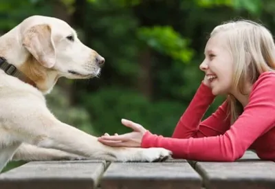 Собака и человек: как мы помогаем друг другу? История дружбы и приручения  собаки человеком