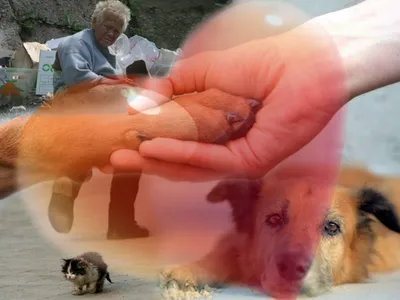 Помогая животным, мы помогаем людям»: волонтёр рассказывает, как зоозащита  спасает жизни