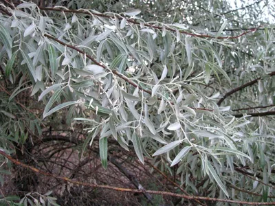 Лох серебристый \"Elaeagnus\"