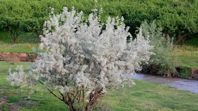 Лох серебристый - Лох - Лиственные деревья и кустарники - Декоративные  деревья и кустарники - GreenInfo.ru