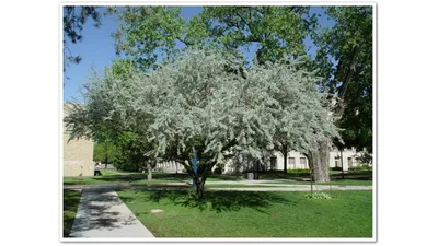 Лох серебристый(Eleagnus argenta)