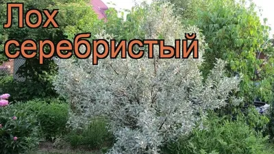 Лох серебристый \"Elaeagnus\" купить по цене 300 рублей от питомника саженцев  и растений Центросад | Фото и консультация по уходу