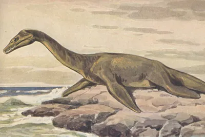 Палеонтологи выяснили, что лох-несское чудовище могло существовать в  прошлом - Газета.Ru | Новости