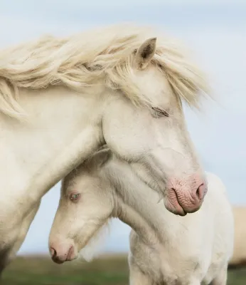 Фото Белая лошадь с жеребенком на размытом фоне природы