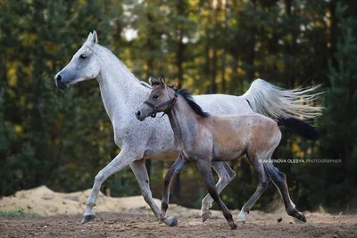 Статуэтка ГРАЦиЯ Лошадь с жеребенком арт B006200MYN - купить по низким  ценам в интернет-магазине OZON (296636756)