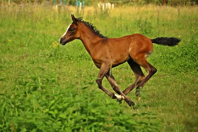 Лошадь с жеребенком П1534 - купить в Москве | Мастерская «Калежа»