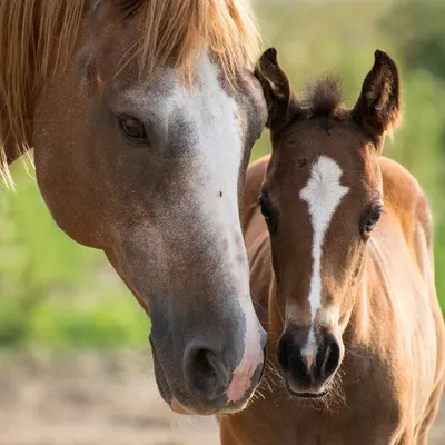 Сразу две операции по спасению лошадей провели в Казахстане