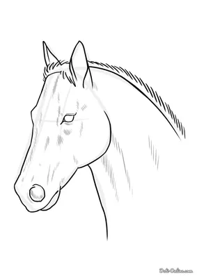 Раскраска Голова лошади для вышивки распечатать или скачать