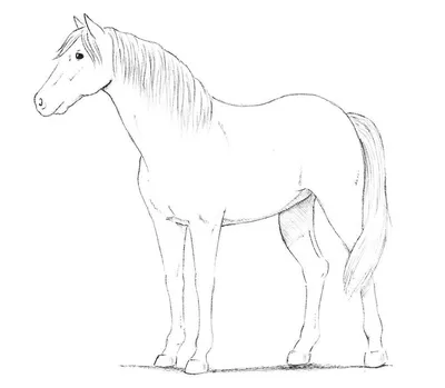 Лошадь рисунок карандашом легкий - 68 фото