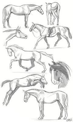 Pin de Елизавета em Рисунок | Esboço cavalo, Cavalo desenho, Cavalo