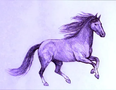 Рисунки лошадей для срисовки - 82 фото