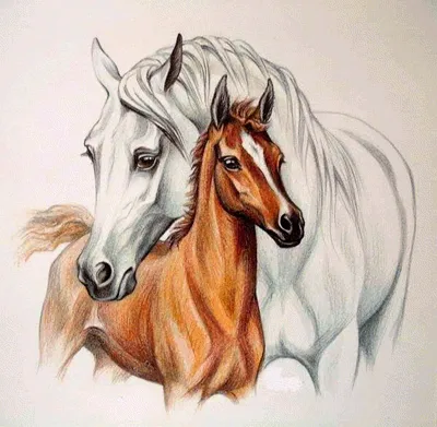 Рисунки лошадей для срисовки (74 фото)