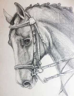 Лошади рисунки для срисовки - красивые фото и картинки - pictx.ru