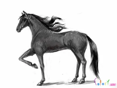 Картинки лошадей для срисовки еда (23 шт)