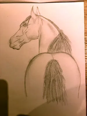 Рисунки лошадей для срисовки - 81 фото