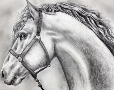 Портрет лошади, рисунок лошади, картина белая лошадь купить в  интернет-магазине Ярмарка Мастеров по цене 7000 ₽ – SGKWMBY | Картины,  Москва - доставка по России