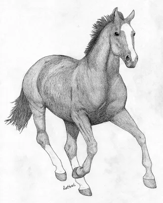 Рисунки лошадей для срисовки - 44 фото