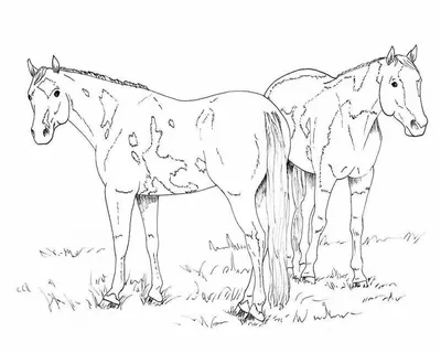 Раскраски лошадь реалистичная (47 фото) » Картинки, раскраски и трафареты  для всех - Klev.CLUB