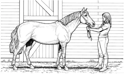 Раскраска лошадь карандашом - 70 фото