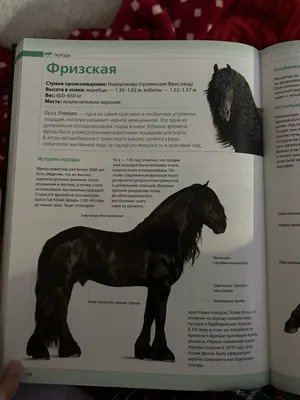 Грива фризской лошади Мустанг Пони Жеребец, мустанг, лошадь, млекопитающее,  карнавор png | Klipartz