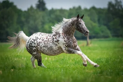 Захватывающий образ бегущей черной фризской лошади | Премиум Фото