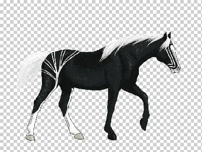Фризская порода лошадей - особенности содержания, характеристики