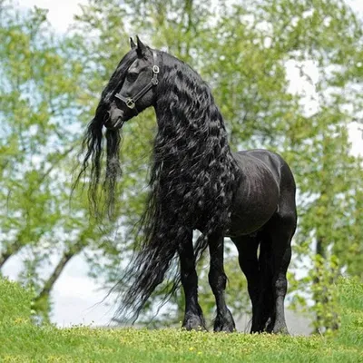 Фриз лошадь - красивые фото