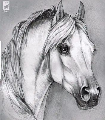 Лошадь в поле рисунок для срисовки - 56 фото