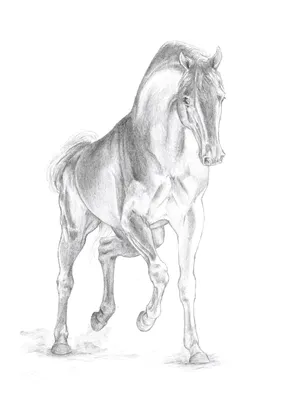 Рисунок карандашом, лошадь встала на…» — создано в Шедевруме