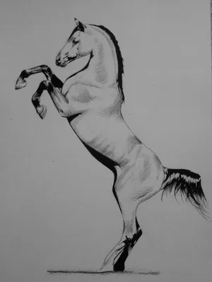 Рисунки лошадей карандашом для срисовки лёгкие и красивые для начинающих  (16 шт)
