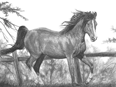 Лошадь карандашом / Килиан Монд