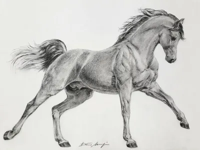 Картинки лошади карандашом - 82 фото
