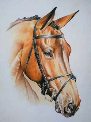 Рисунок карандашом,голова лошади,…» — создано в Шедевруме