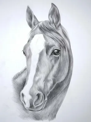 Рисунок 🐎 лошади - карандаш бумага📝 .#эскиз #лошади #рисуноккарандашом  #horses #arthorse #artwork #artofinstagram #artgallery… | Instagram
